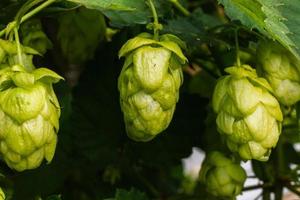 Farming and agriculture concept. Green fresh ripe organic hop cones for making beer and bread, close up. Fresh hops for brewing production. Hop plant growing in garden or farm. photo