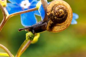 Snail closeup portrait. Little snail in shell crawling on flower and green leaf in garden. Inspirational natural floral spring or summer background. Life of insect. Macro, close up