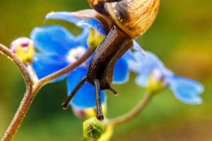 Snail closeup portrait. Little snail in shell crawling on flower and green leaf in garden. Inspirational natural floral spring or summer background. Life of insect. Macro, close up photo