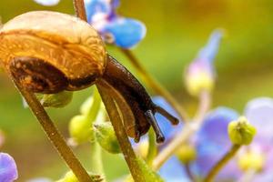 Snail closeup portrait. Little snail in shell crawling on flower and green leaf in garden. Inspirational natural floral spring or summer background. Life of insect. Macro, close up photo