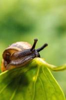 Snail closeup portrait. Little snail in shell crawling on green leaf in garden. Inspirational natural spring or summer background. Life of insect. Macro, close up photo