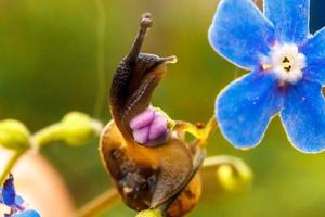 Snail closeup portrait. Little snail in shell crawling on flower and green leaf in garden. Inspirational natural floral spring or summer background. Life of insect. Macro, close up photo