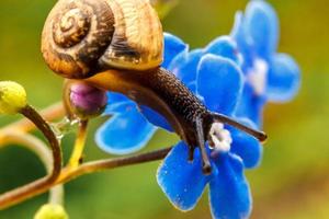 Snail closeup portrait. Little snail in shell crawling on flower and green leaf in garden. Inspirational natural floral spring or summer background. Life of insect. Macro, close up photo