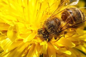 Honey bee covered with yellow pollen drink nectar, pollinating yellow dandelion flower. Inspirational natural floral spring or summer blooming garden background. Life of insects. Macro, close up photo