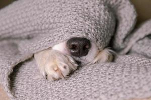 Funny puppy dog border collie lying on couch under warm knitted scarf indoors. Dog nose sticks out from under plaid close up. Winter or autumn fall dog portrait. Hygge mood cold weather concept. photo
