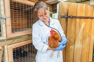 Happy young veterinarian woman with stethoscope holding and examining chicken on ranch background. Hen in vet hands for check up in natural eco farm. Animal care and ecological farming concept.