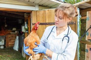 Happy young veterinarian woman with stethoscope holding and examining chicken on ranch background. Hen in vet hands for check up in natural eco farm. Animal care and ecological farming concept.