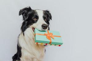 Puppy dog border collie holding green gift box in mouth isolated on white background. Christmas New Year Birthday Valentine celebration present concept. Pet dog on holiday day gives gift. I'm sorry. photo