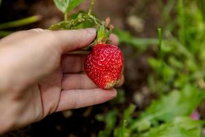 Gardening and agriculture concept. Woman farm worker hand harvesting red ripe strawberry in garden. Woman picking strawberries berry fruit in field farm. Eco healthy organic home grown food concept. photo