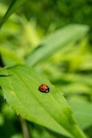 Single tiny ladybug siting on a leaf. Small harmless red insect. Black dotted sweet bug. Summer time in the garden. photo