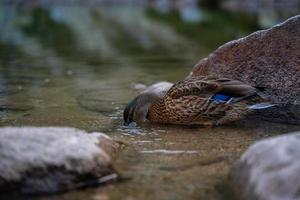 pato mallard femenino digno limpiando plumas y bebiendo agua fría del lago de montaña. pájaros nadando en el estanque negro de tatras en el parque nacional de polonia. alp paisaje de alta montaña en el fondo. foto