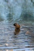 pato mallard femenino digno limpiando plumas y bebiendo agua fría del lago de montaña. pájaros nadando en el estanque negro de tatras en el parque nacional de polonia. alp paisaje de alta montaña en el fondo. foto