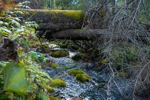 río salvaje de alta montaña en el bosque del parque nacional, paisaje otoñal de otoño tranquilo foto