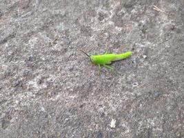 Grasshopper standing on asphalt photo