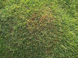 field of fresh green grass texture as a background, top view, horizontal photo