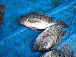pescados de tilapia en el mercado de productos frescos, pescados de tilapia, alta proteína en el mercado de productos frescos foto