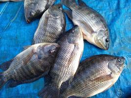 peces tilapia en el mercado de productos frescos, indonesia foto