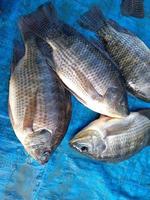 pescados de tilapia en el mercado fresco, foto