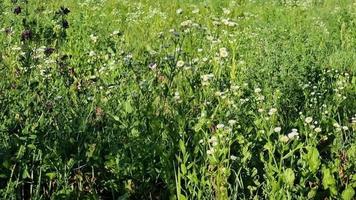 Feld Heilblumen. blühende weiße Asterkamille im Feld. mehrjährige Pflanze aus der Familie der Korbblütler. Ansicht von oben. Erigeron Berufkraut video