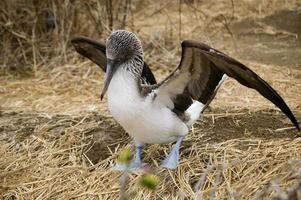 Blue footed booby open its wings. Ecuador photo