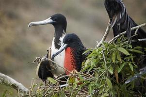 nido con magníficas fragatas, una de ellas una hembra con su característico saco gular rojo llamativo foto