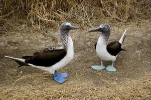 Couple of blue-footed booby in Silver Island, Ecuador photo