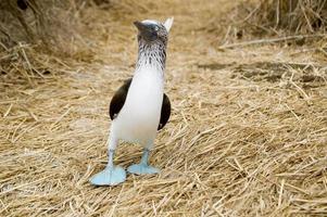 Portrait of a cute blue footed booby at Ecuador photo