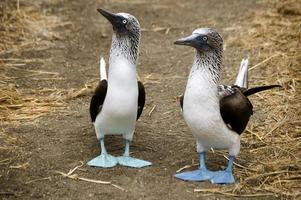 lindos piqueros de patas azules, aves marinas de ecuador foto