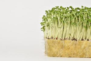 brotes de microvegetales vegetales, concepto de crecimiento y alimentación saludable. foto