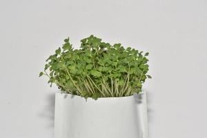Vegetables microgreens sprouts, growing and healthy eating concept. photo