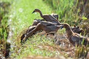 Close up ducks, expressions of ducks on field photo