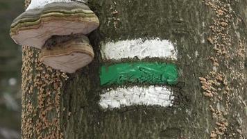 Marking of the tourist route.Tourist sign on tree. Czech tourist sign on tree bark. Mushrooms on the trunk of a tree. video