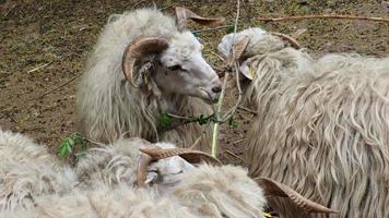 mouton de Valachie. troupeau de moutons. video