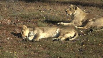 Due leonessa dire bugie giù nel erba. Due leonessa riposo dopo loro pomeriggio siesta. video