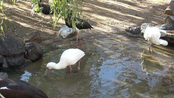 lindo ibis e pato na água. aves aquáticas video