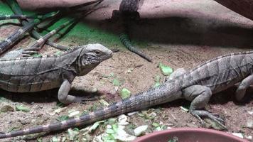 Lesser Antilles Iguana - Iguana delicatissima video