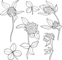 conjunto de dibujo vectorial de flor de trébol. plantas y hojas silvestres aisladas. ilustración de estilo grabado a base de hierbas. bosquejo botánico detallado vector