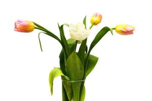 Bouquet of yellow, pink and white tulips on white background. Vase with tulips photo