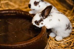 dos conejos blancos bebiendo agua de un disco de arcilla cocida. enfoque selectivo en el conejo foto