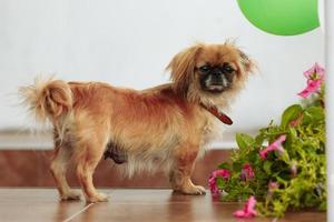 Cute pekingese with a collar standing in the room near the flowers photo