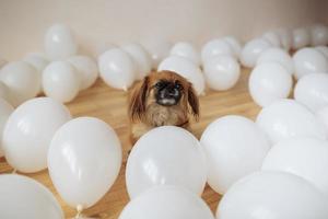 Pekingese sits in the middle of white air photo