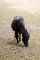 el caballo pony negro está pastando en la granja. ponis están caminando por el campo. césped verde y ponis. ponis pastan en el prado foto