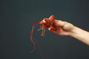 Close up of female hand holding fresh raw red langoustine, lobster, prawn or scampi on gray background. Seafood for a healthy diet. copy space photo