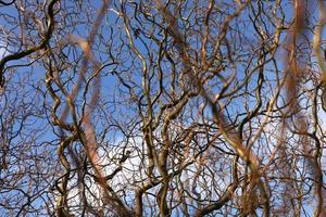 ramas desnudas de un árbol rizado sobre un fondo de cielo azul con nubes. enfoque selectivo foto