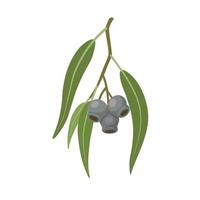 Vector illustration, Eucalyptus caesia, also called gumnuts, Gungurru or Silver Princess, isolated on white background.