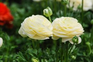 Ranunculus flora. A blossomed flower with detailed petals shot photo