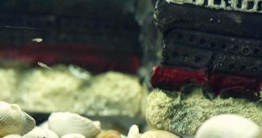 leiria, portugal - peces guppy recién nacidos nadando dentro del acuario con conchas en el fondo - toma de primer plano video