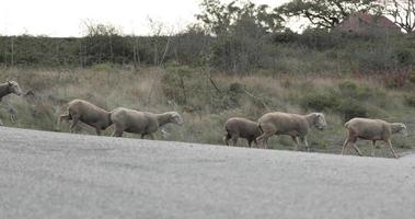 Un troupeau de moutons traversant la route se déplaçant vers un autre champ de pâturage dans la serra de aire e candeeiros, portugal - travelling video