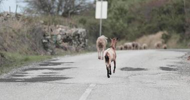 isolierte ziege mit verletztem bein, die versucht, der schafherde zu folgen, die die straße im naturpark serras de aire und candeeiros in portugal hinuntergeht - mittlere schusszeitlupe video