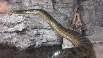 anaconda vert eunectes murinus. anaconda portrait. video